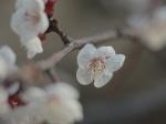 校园最美花季