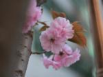 校园樱花开  静待学子归